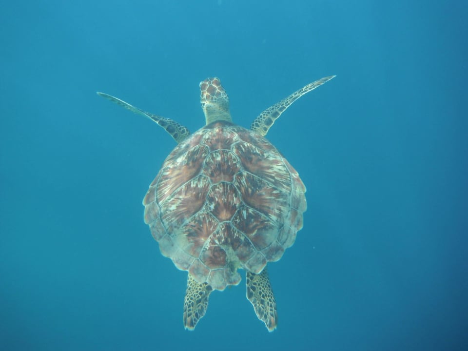 Hausschildkröte Jaz Solaya