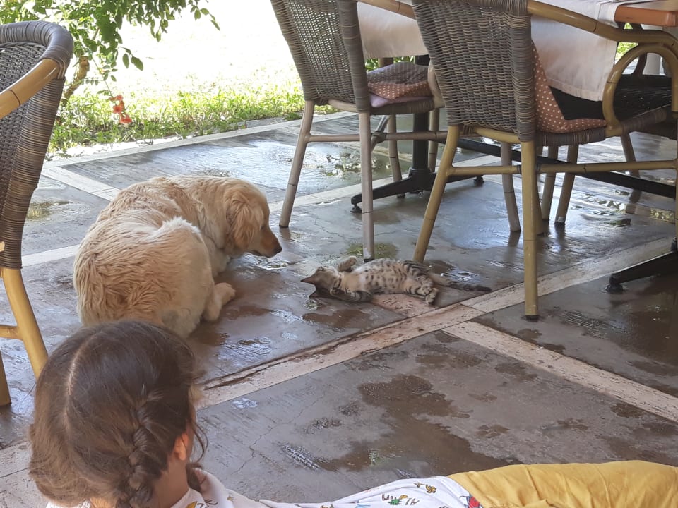 Sonstiges Dogan Paradise Beach