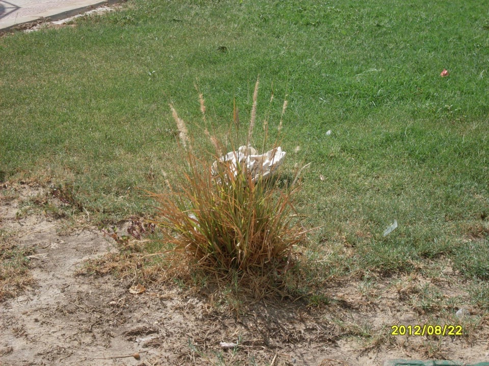 Sauberkeit Shams Safaga Resort