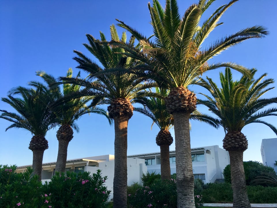 Gartenanlage Hotel Nissi Beach Resort