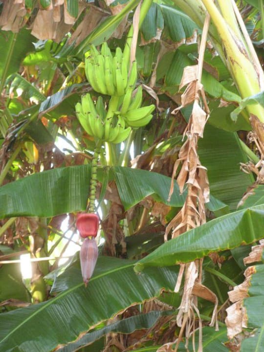 Gartenanlage Grand Oasis Tulum Riviera - All Inclusive