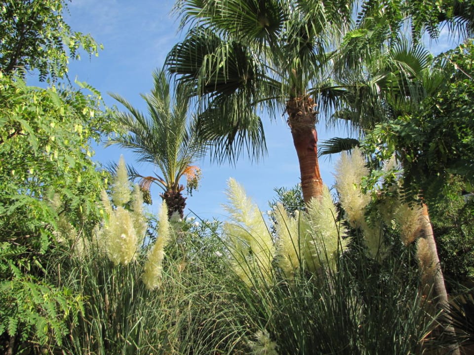 Palmenhain im Garten der Finca  Finca Amapola - Agrotourismus Hotel