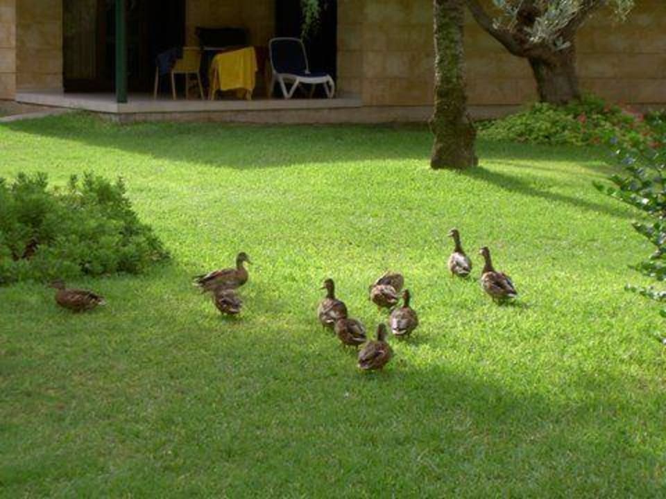 Garten PortBlue Club Pollentia Resort & Spa