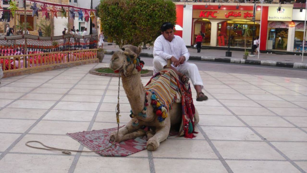 Mittagsschläffchen Novotel Sharm El Sheikh