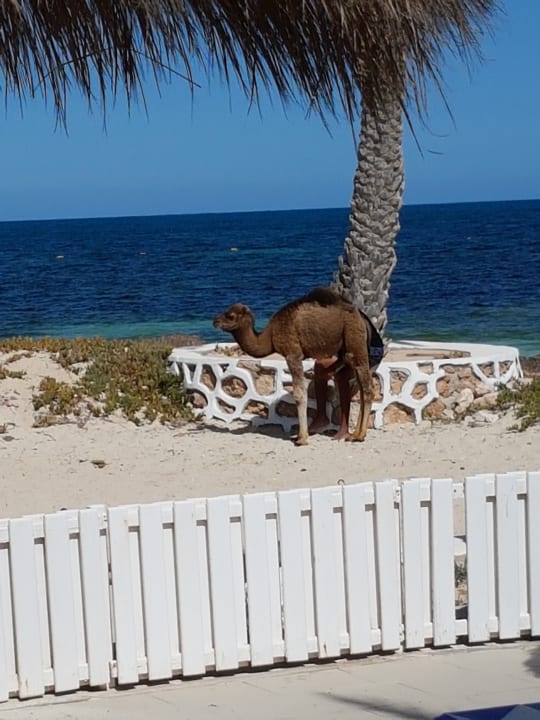 Strand Hotel El Mouradi Djerba Menzel