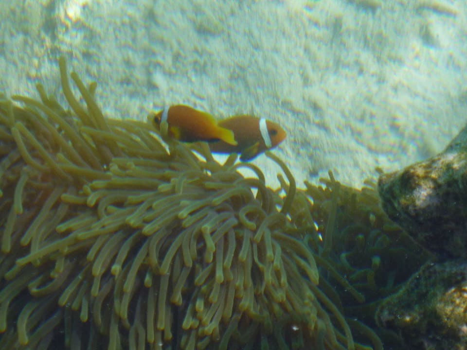 Clownfische Summer Island Maldives