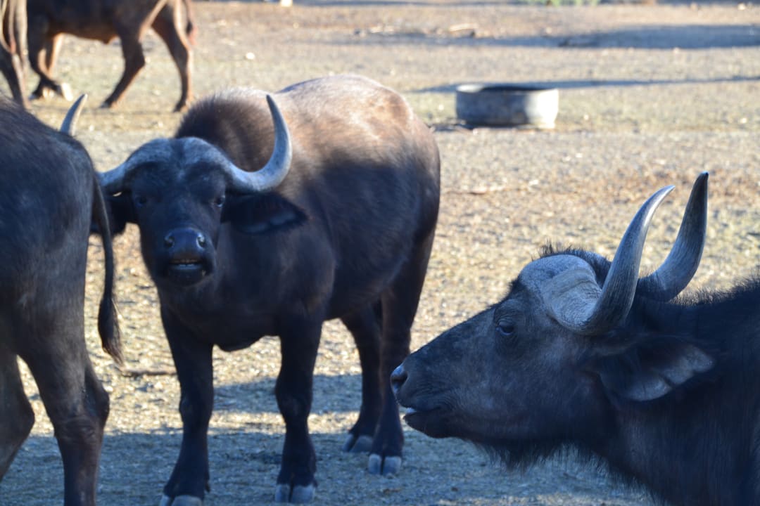 Sport & Freizeit Kuzuko Lodge