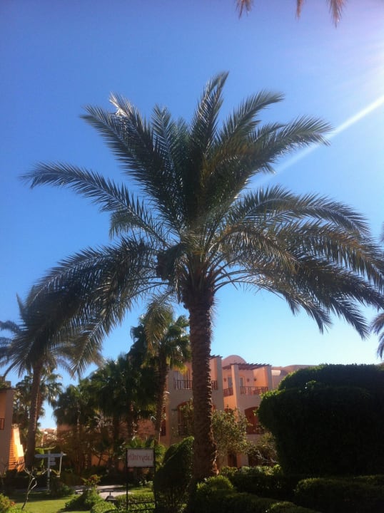 Traumhaft schön und Top gepflegt! Jaz Makadi Oasis Resort