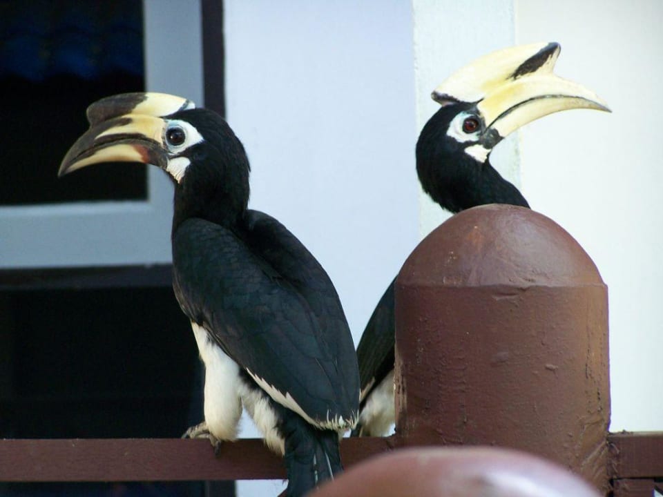 Nashornvogel-Pärchen Hotel Coral Island Resort