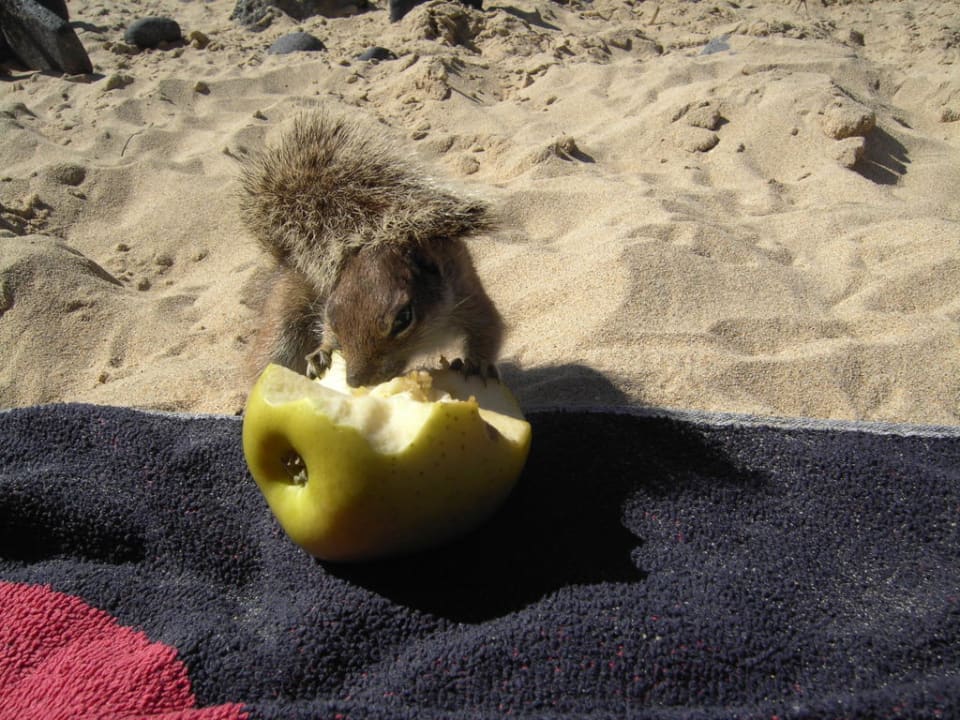 Nette Besucher am Strand Iberostar Selection Fuerteventura Palace