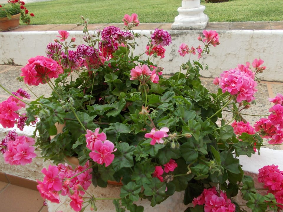Gartenanlage Hotel Playa de la Luz