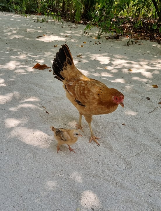 Sonstiges Summer Island Maldives