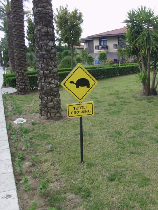Schildkröten crossen den Weg TUI BLUE Palm Garden