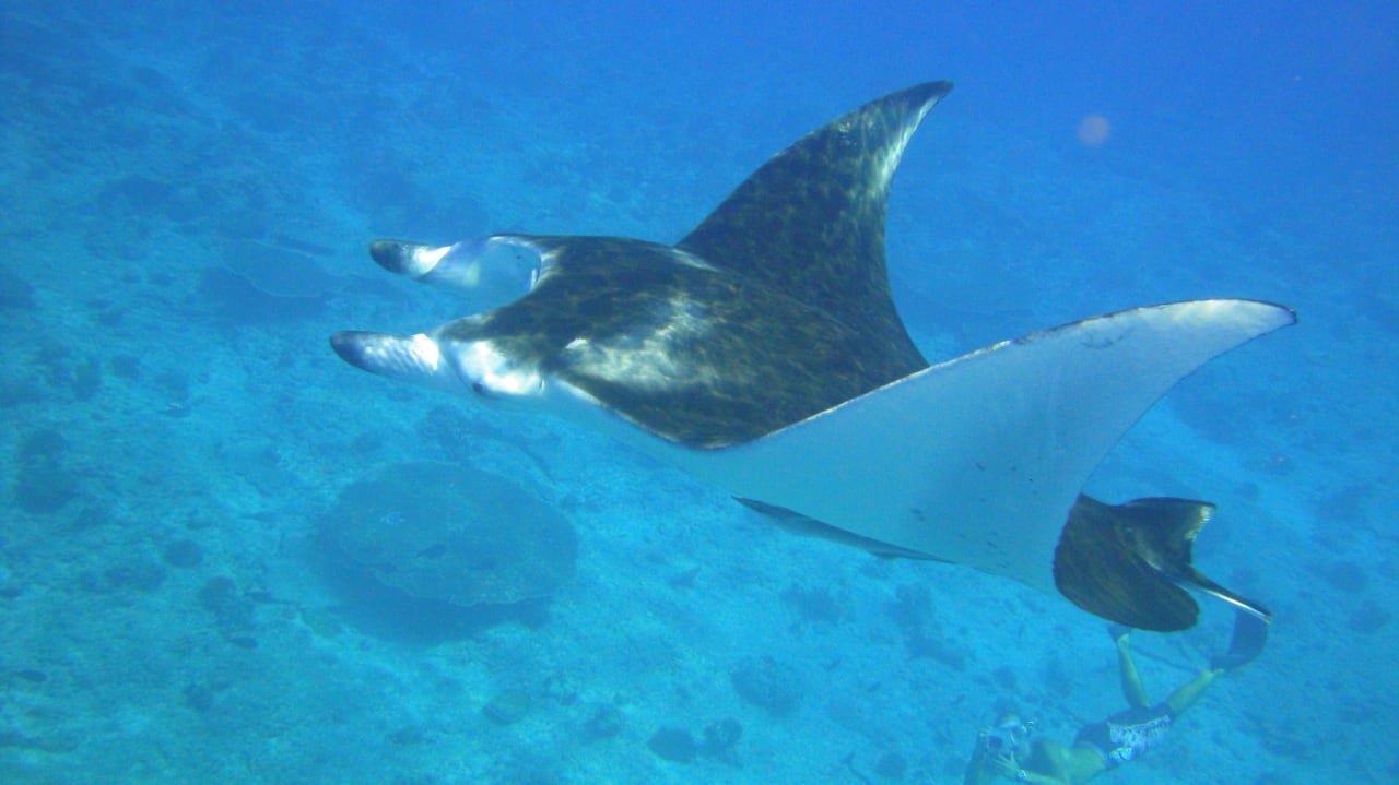 Manta Outrigger Maldives Maafushivaru Resort