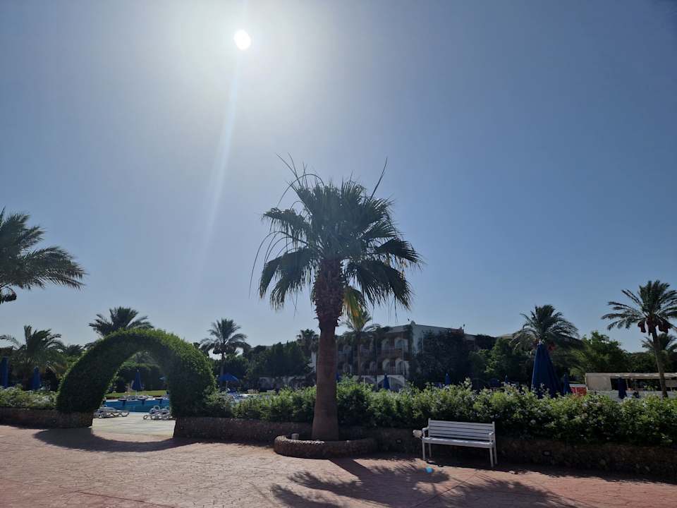 Gartenanlage Desert Rose