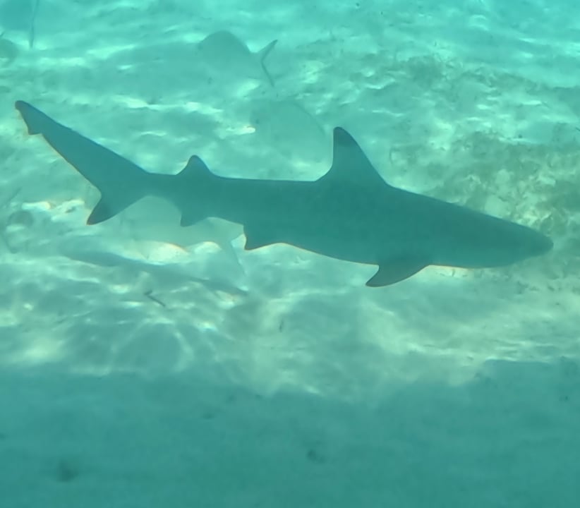 Strand Jawakara Islands Maldives
