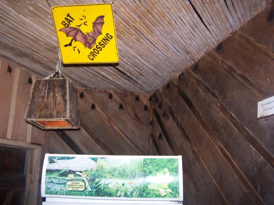Bewohner des Hauptgebäudes Esquinas Rainforest Lodge
