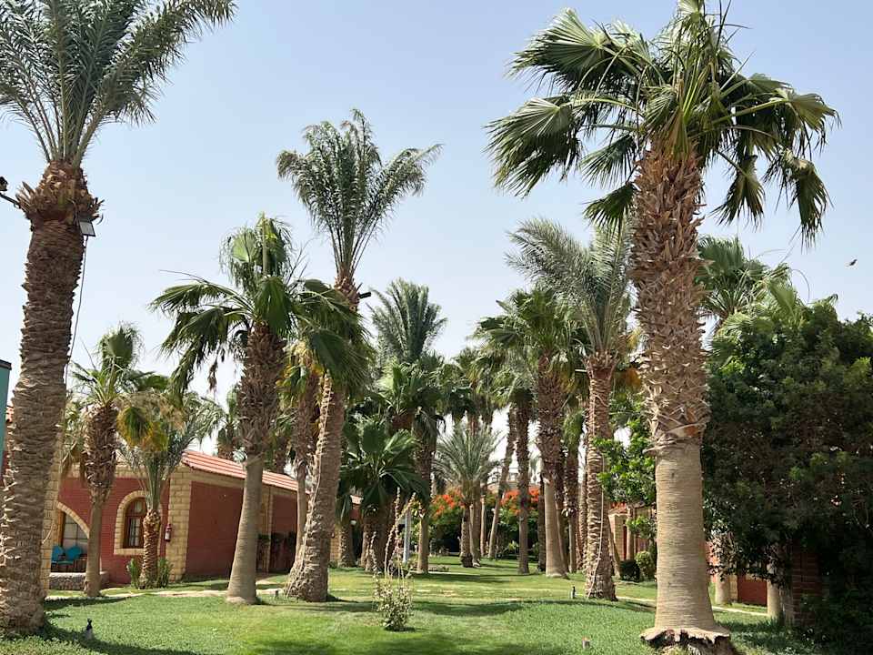 Gartenanlage Aladdin Beach Resort