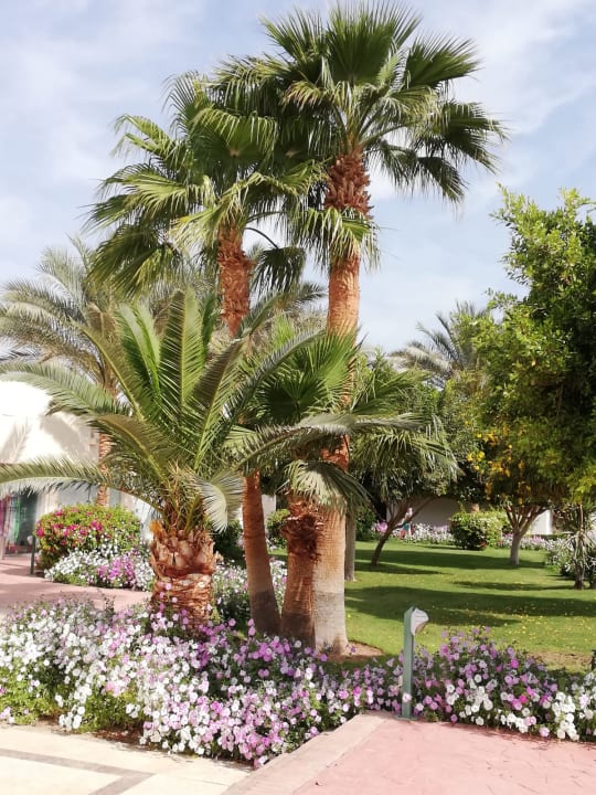 Gartenanlage Desert Rose