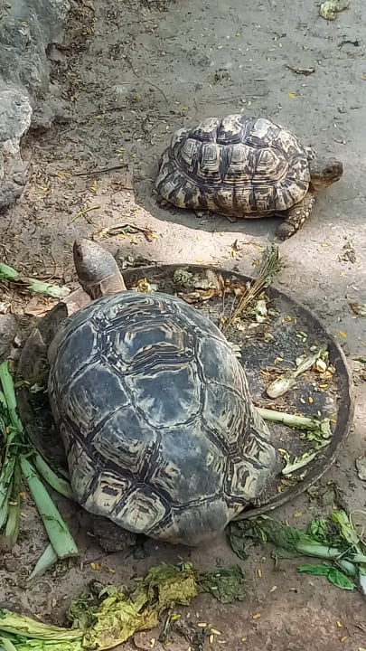 Gartenanlage Hotel Kiwengwa Beach Resort