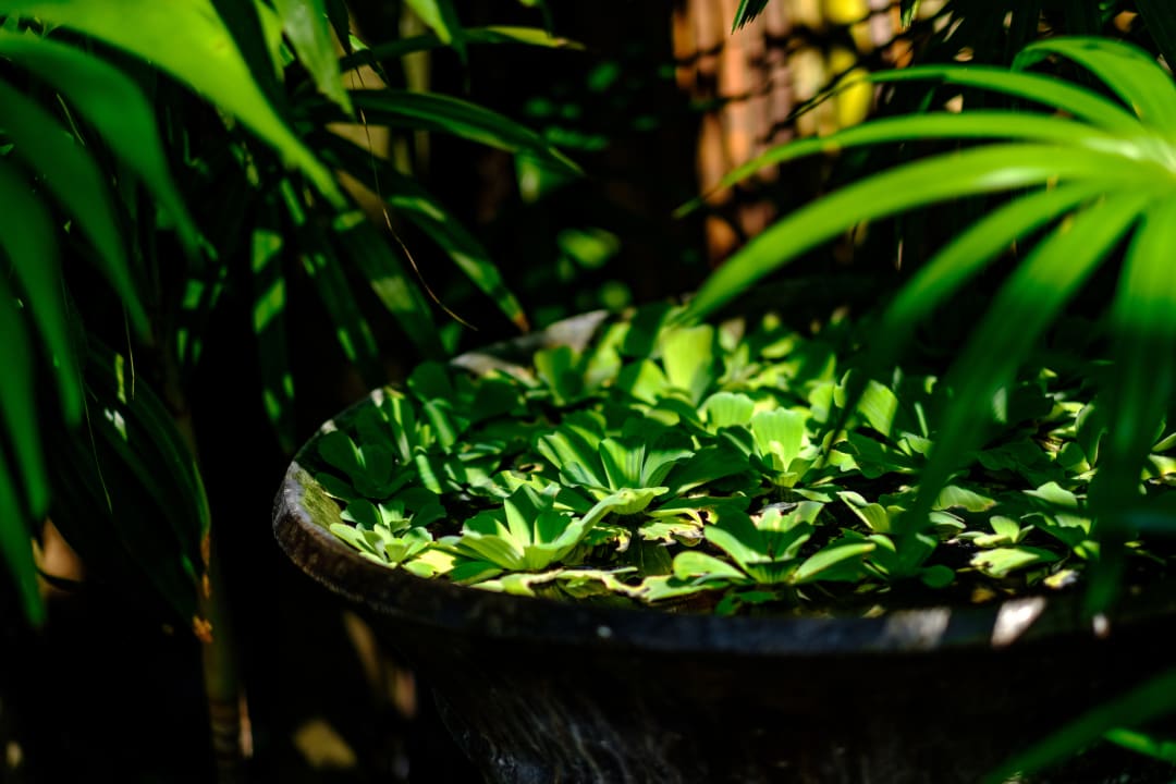 Gartenanlage Zazen Boutique Resort & Spa