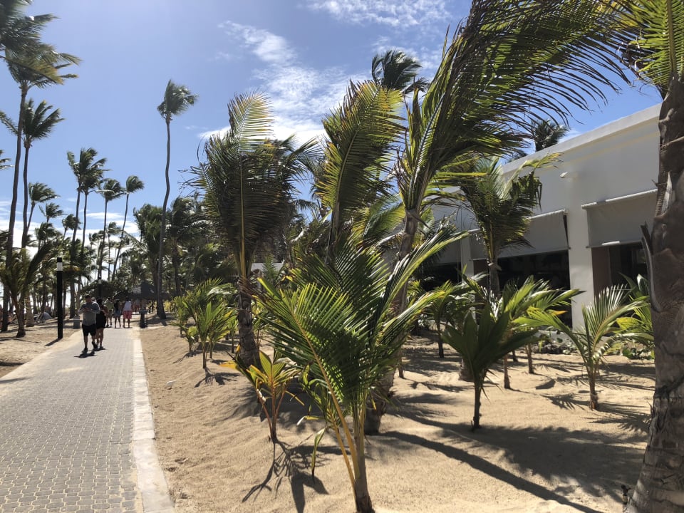 Gartenanlage Hotel Riu Bambu