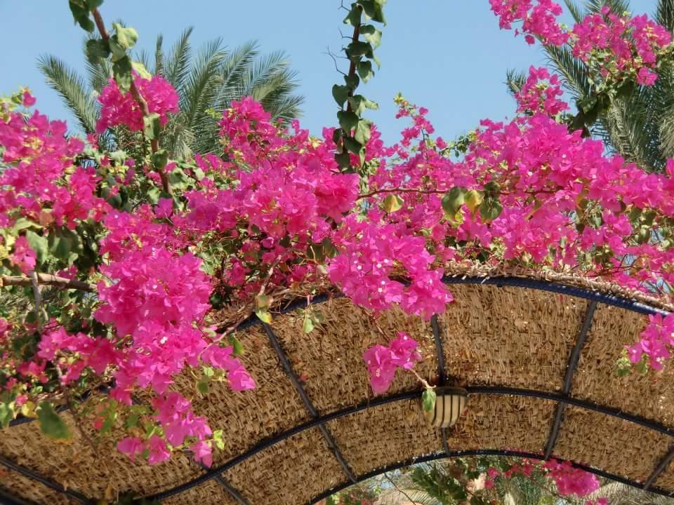 Am Pool Jaz Makadi Oasis Resort