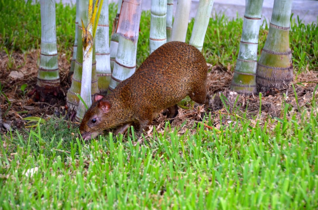 Aguti Hotel Riu Tequila