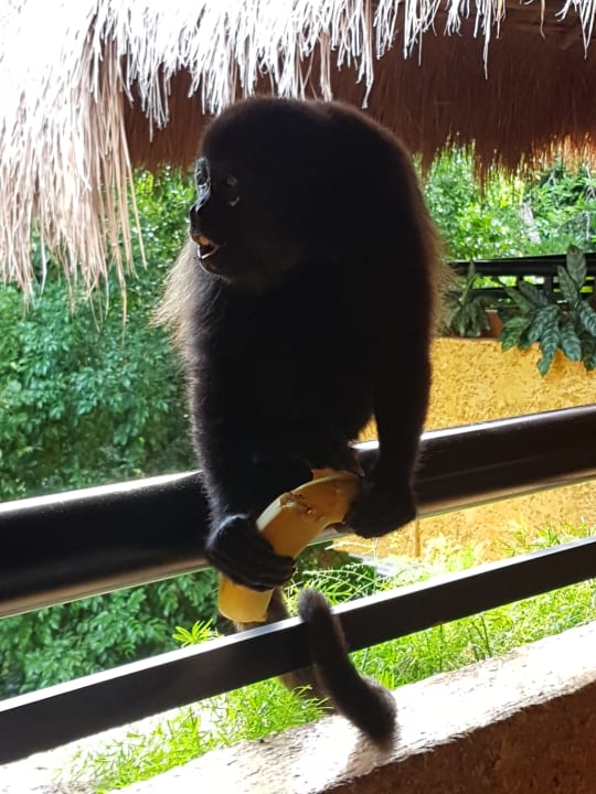 Sonstiges Iberostar Waves Tucan