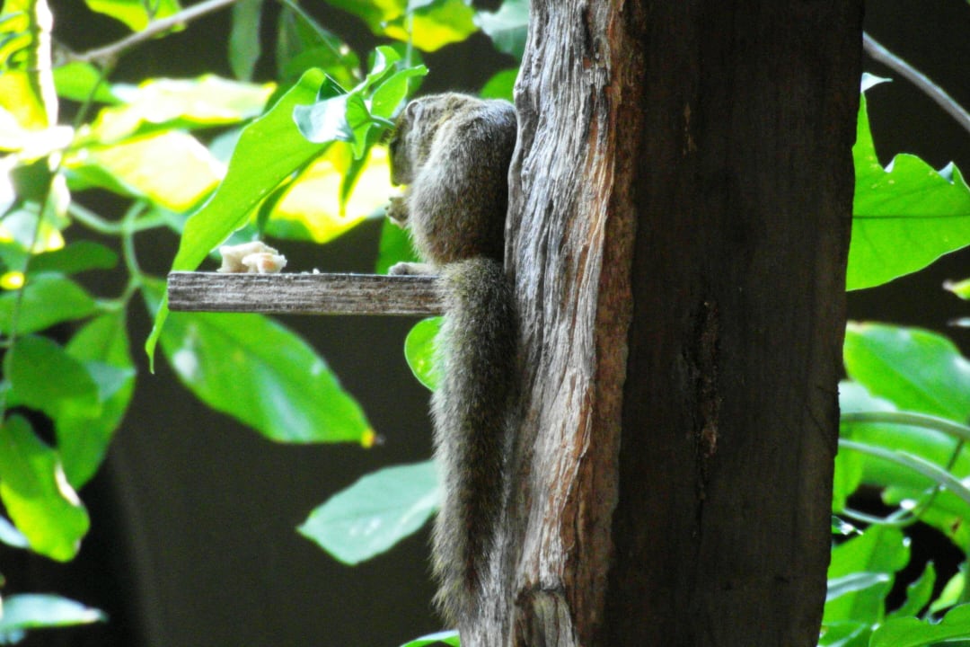 Tierbesuch Speiseraum Namushasha River Lodge