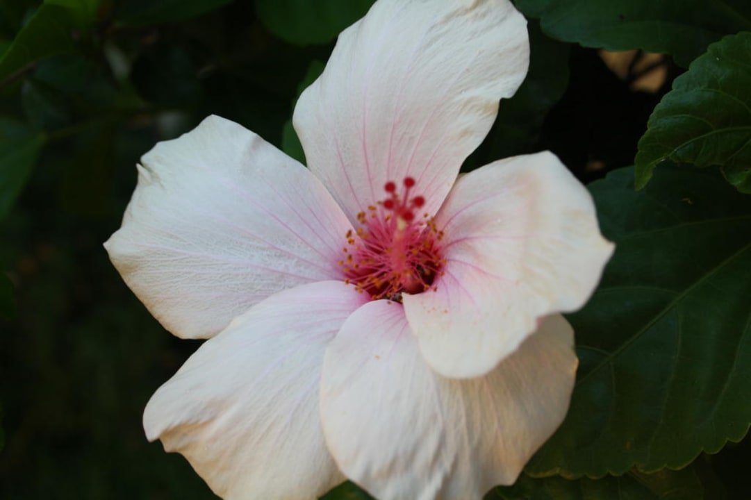 Überall schöne blühende Pflanzen Hotel Orfeus Park