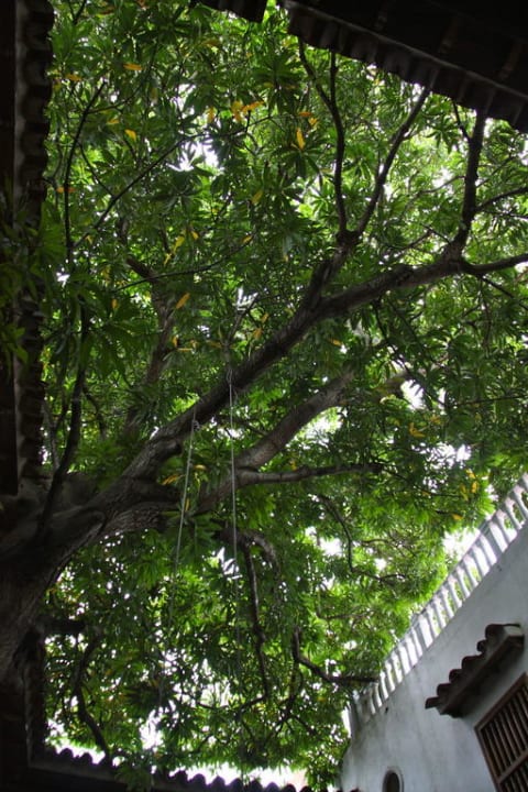 Großer Baum über dem Innenhof spendet Schatten Hotel Minotel Bantu & Lifestyle