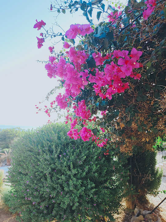 Gartenanlage Luna Minoica Suites and Apartments