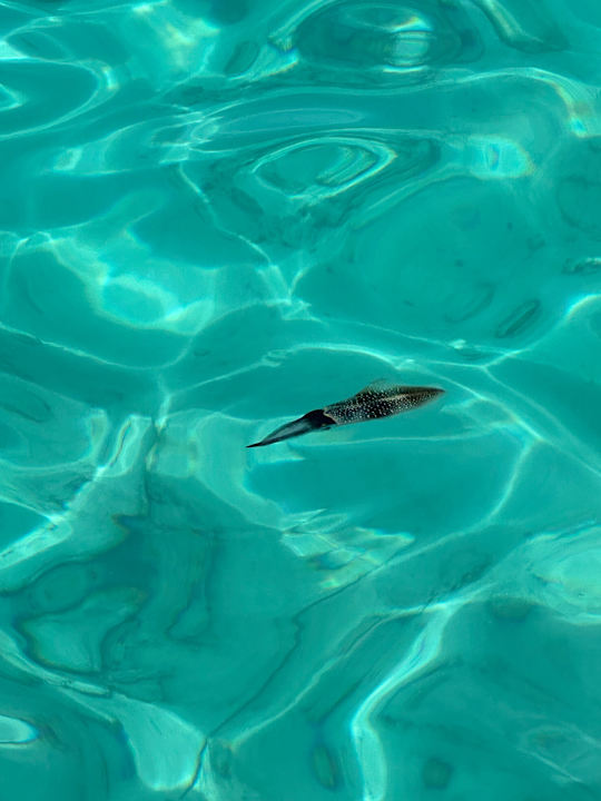 Strand Furaveri Maldives