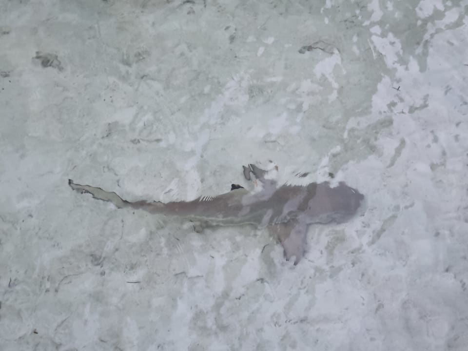 Zimmer Meeru Maldives Resort Island