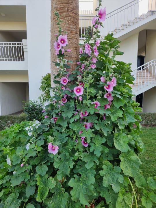 Gartenanlage Amarina Abu Soma Resort & Aquapark
