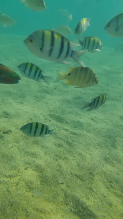 Sport & Freizeit Pickalbatros Citadel Resort