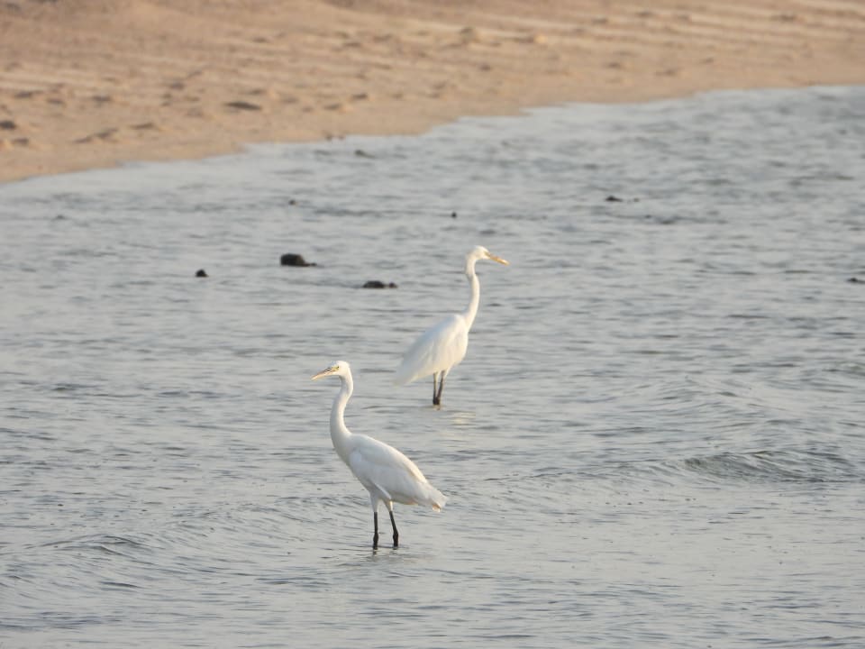 Strand Malikia Resort Abu Dabbab