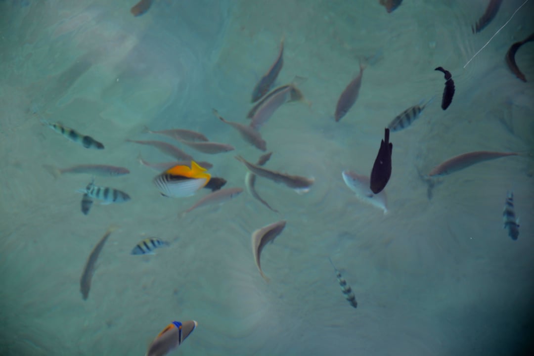 Fische Amwaj Beach Club Abu Soma Resort