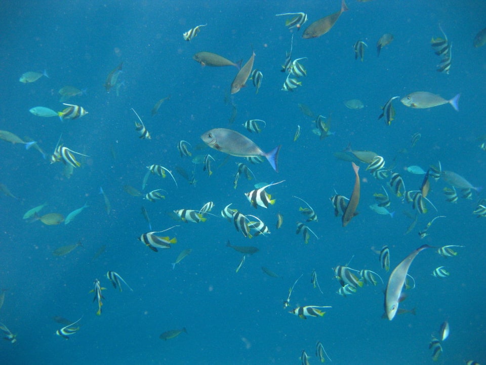 Unterwasserwelt am Hausriff NH Collection Maldives Reethi Resort