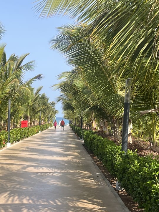 Gartenanlage Hotel Riu Palace Boavista