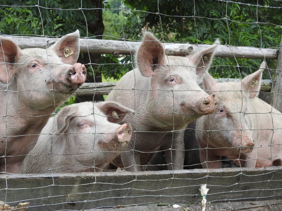 Sonstiges Talhof in Kärnten