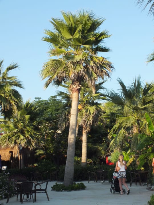 Palme  Siam Elegance Hotels & Spa