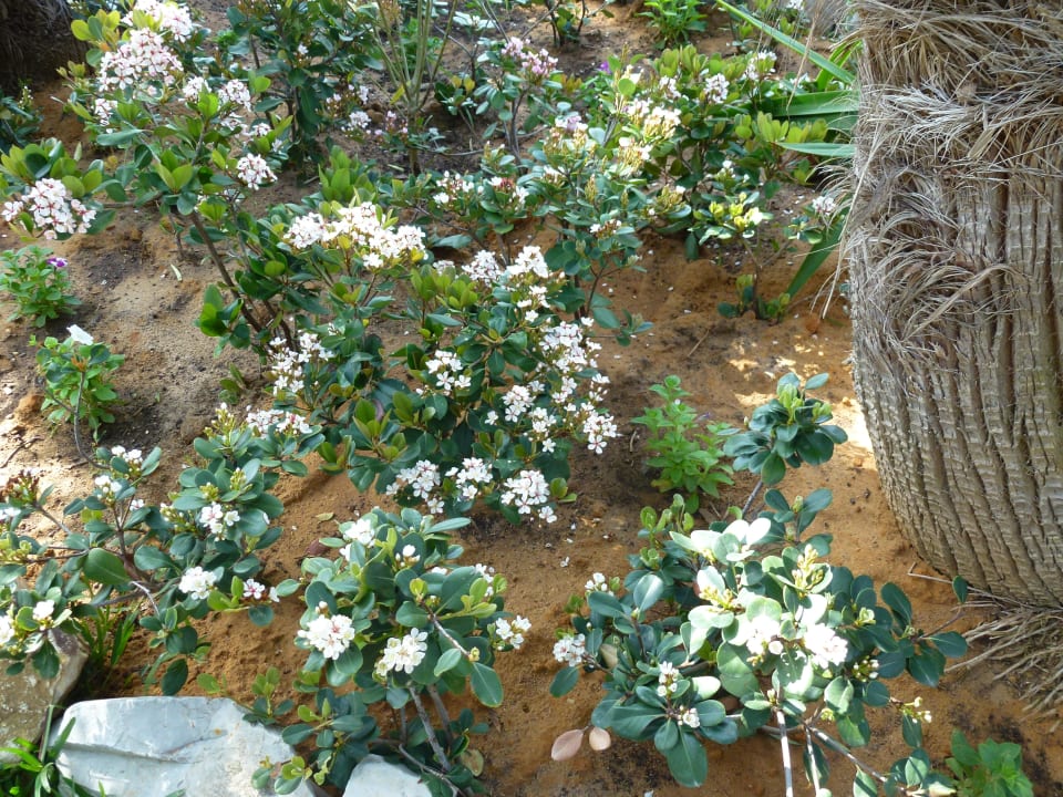 Frühling TUI MAGIC LIFE Africana