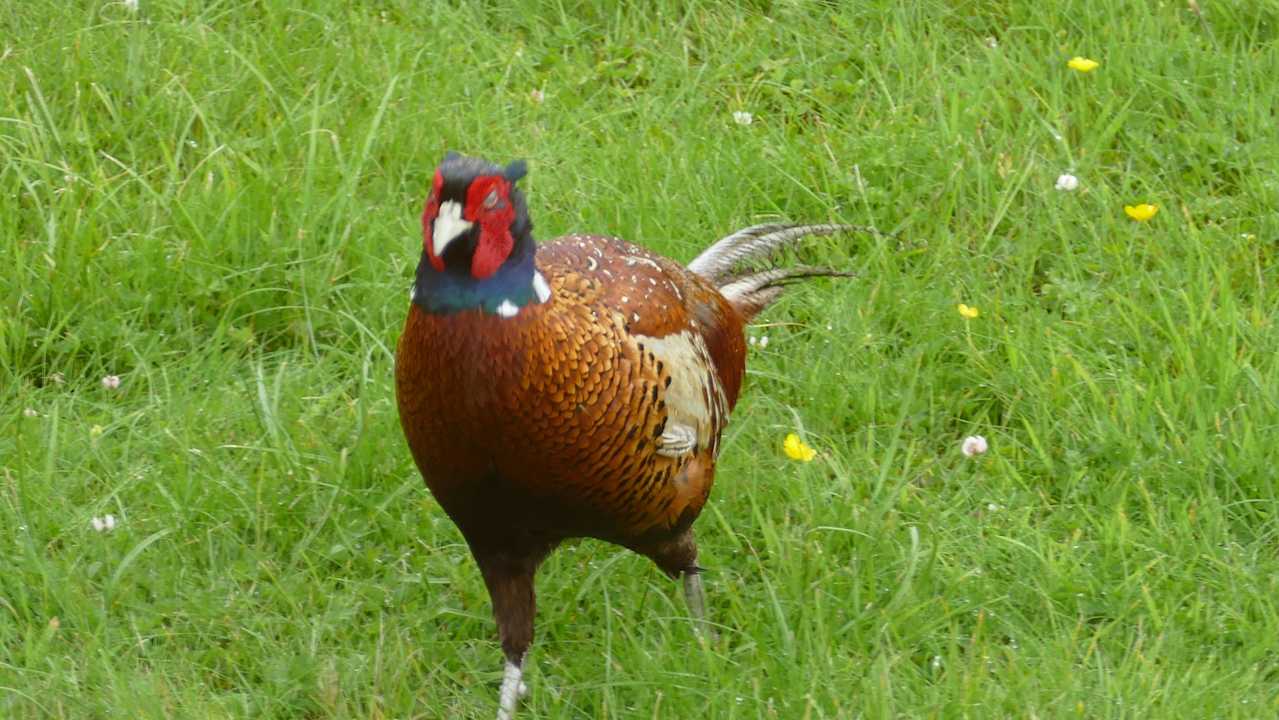 Fasan Hotel The Lodge - Daviot Mains