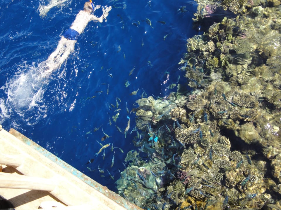 Schnorchler mit vielen Fischen The Grand Hotel Sharm El Sheikh