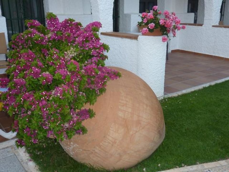 Bougavillea in der Gartenanlage Hotel Playa de la Luz