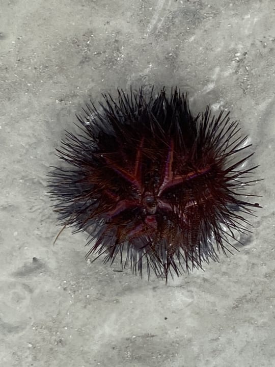 Strand Bahari Beach Hotel