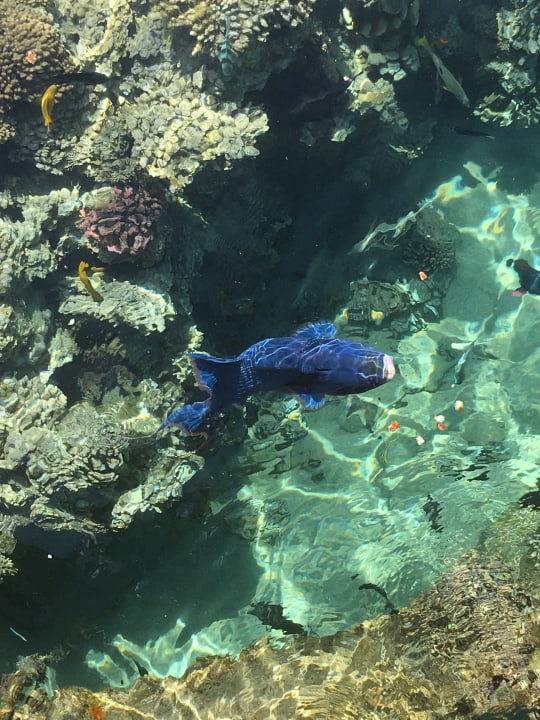 Strand Cleopatra Luxury Resort Makadi Bay