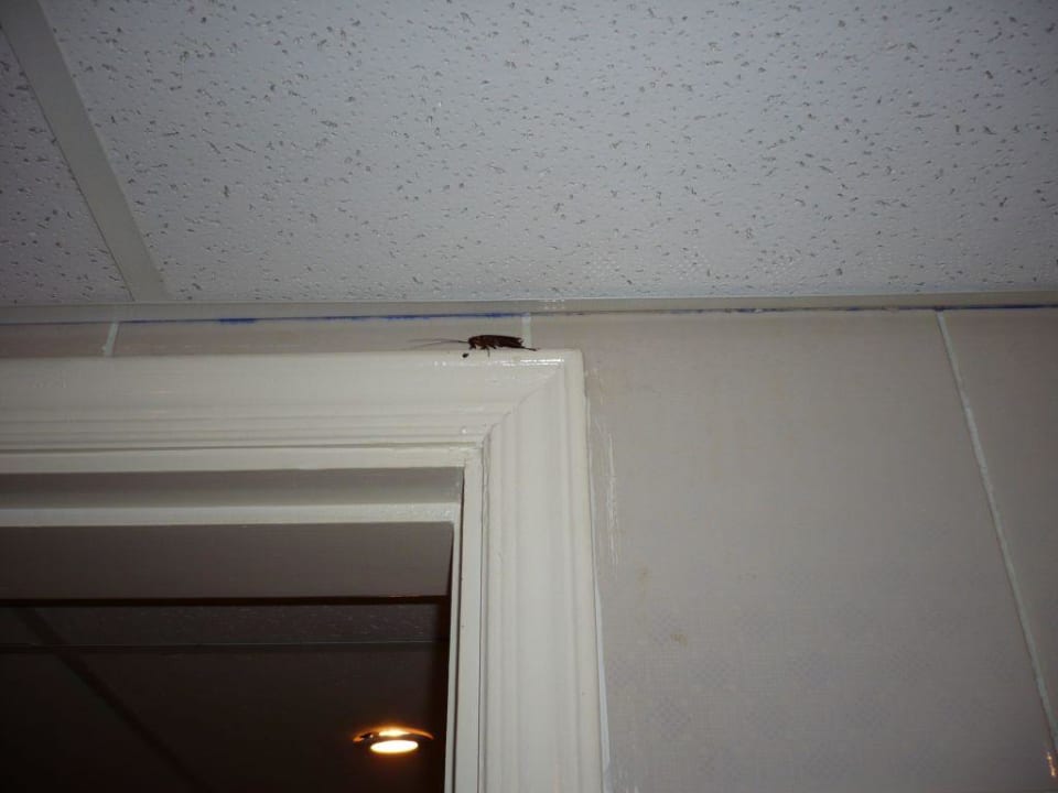 Kakerlaken im Zimmer Pickalbatros Alf Leila Wa Leila Resort - Neverland Hurghada